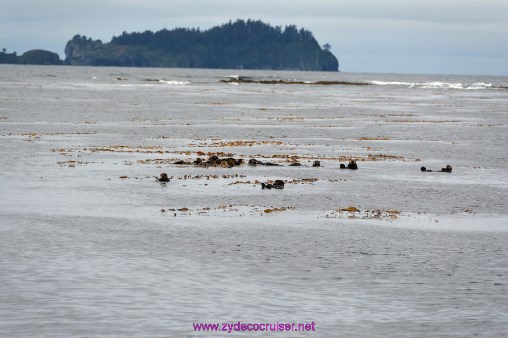 083: Carnival Miracle Alaska Cruise, Sitka, Jet Cat Wildlife Quest And Beach Exploration Excursion, Sea Otters