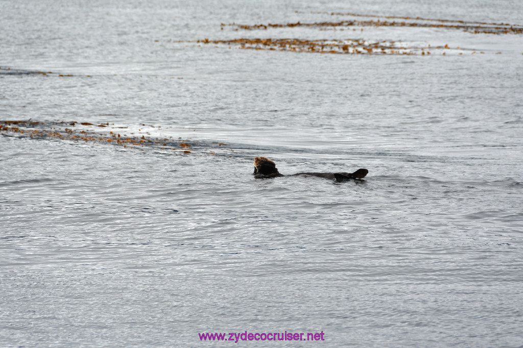 088: Carnival Miracle Alaska Cruise, Sitka, Jet Cat Wildlife Quest And Beach Exploration Excursion, Sea Otters