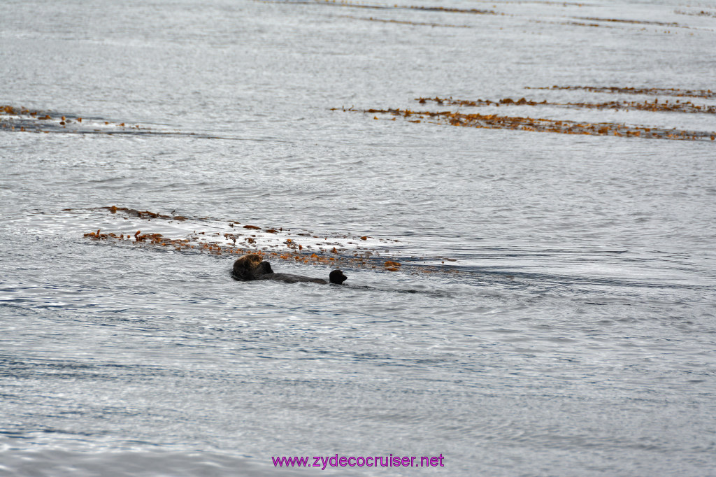 089: Carnival Miracle Alaska Cruise, Sitka, Jet Cat Wildlife Quest And Beach Exploration Excursion, Sea Otters