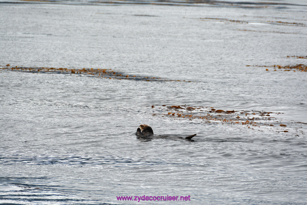 090: Carnival Miracle Alaska Cruise, Sitka, Jet Cat Wildlife Quest And Beach Exploration Excursion, Sea Otters