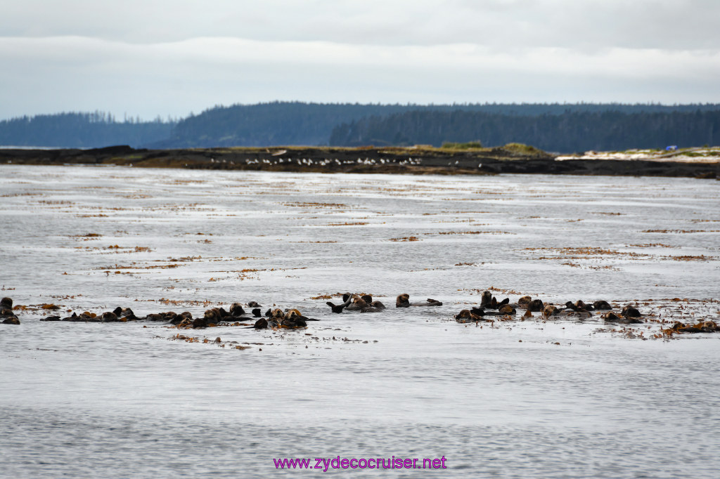 091: Carnival Miracle Alaska Cruise, Sitka, Jet Cat Wildlife Quest And Beach Exploration Excursion, Sea Otters