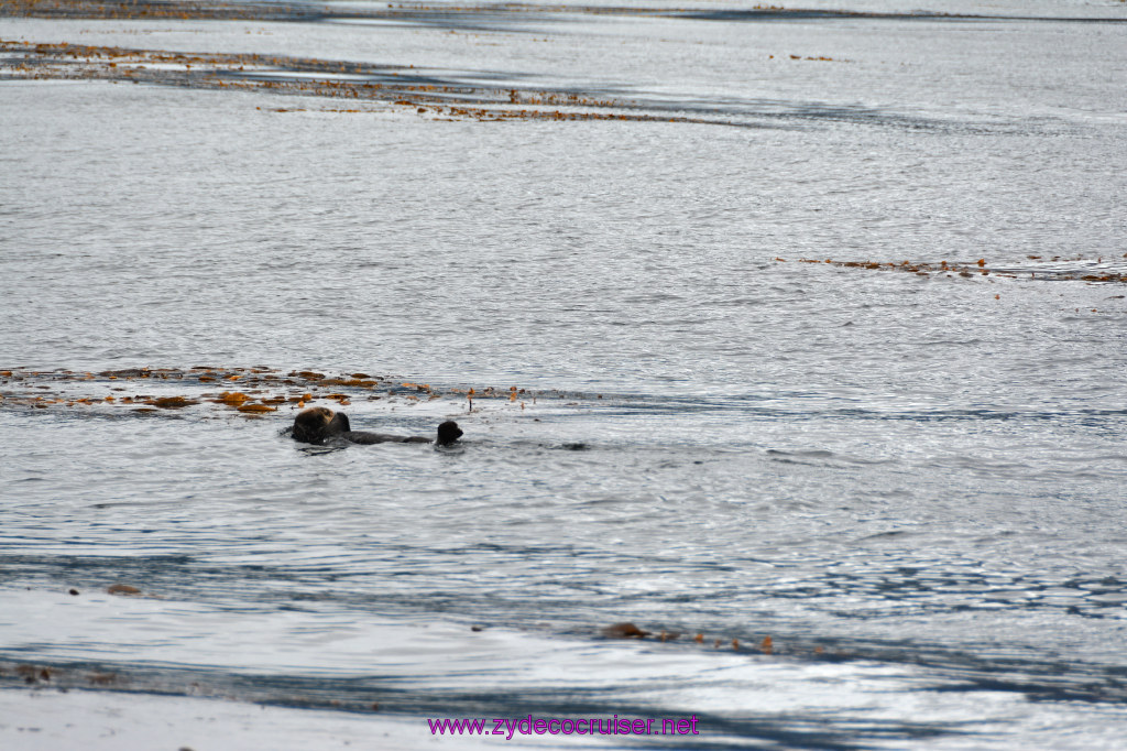 092: Carnival Miracle Alaska Cruise, Sitka, Jet Cat Wildlife Quest And Beach Exploration Excursion, Sea Otters