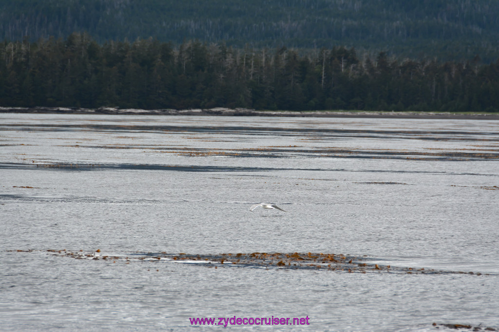 093: Carnival Miracle Alaska Cruise, Sitka, Jet Cat Wildlife Quest And Beach Exploration Excursion, Sea Otters