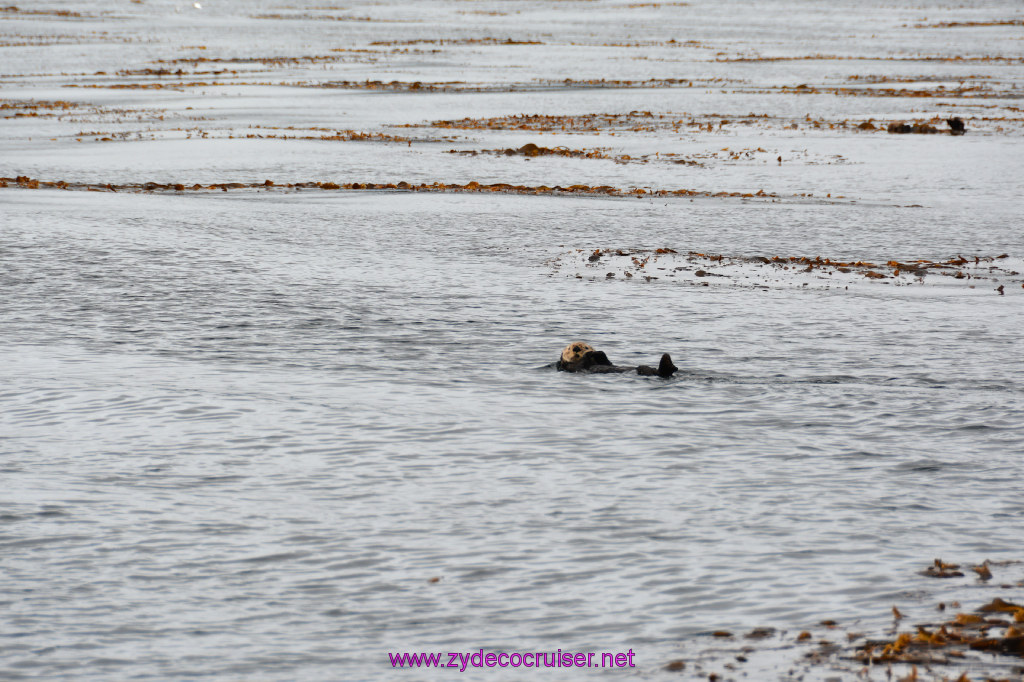 094: Carnival Miracle Alaska Cruise, Sitka, Jet Cat Wildlife Quest And Beach Exploration Excursion, Sea Otters