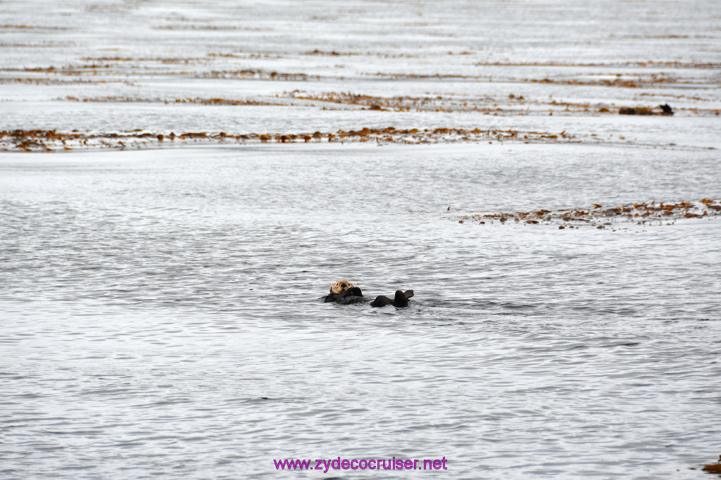 095: Carnival Miracle Alaska Cruise, Sitka, Jet Cat Wildlife Quest And Beach Exploration Excursion, Sea Otters
