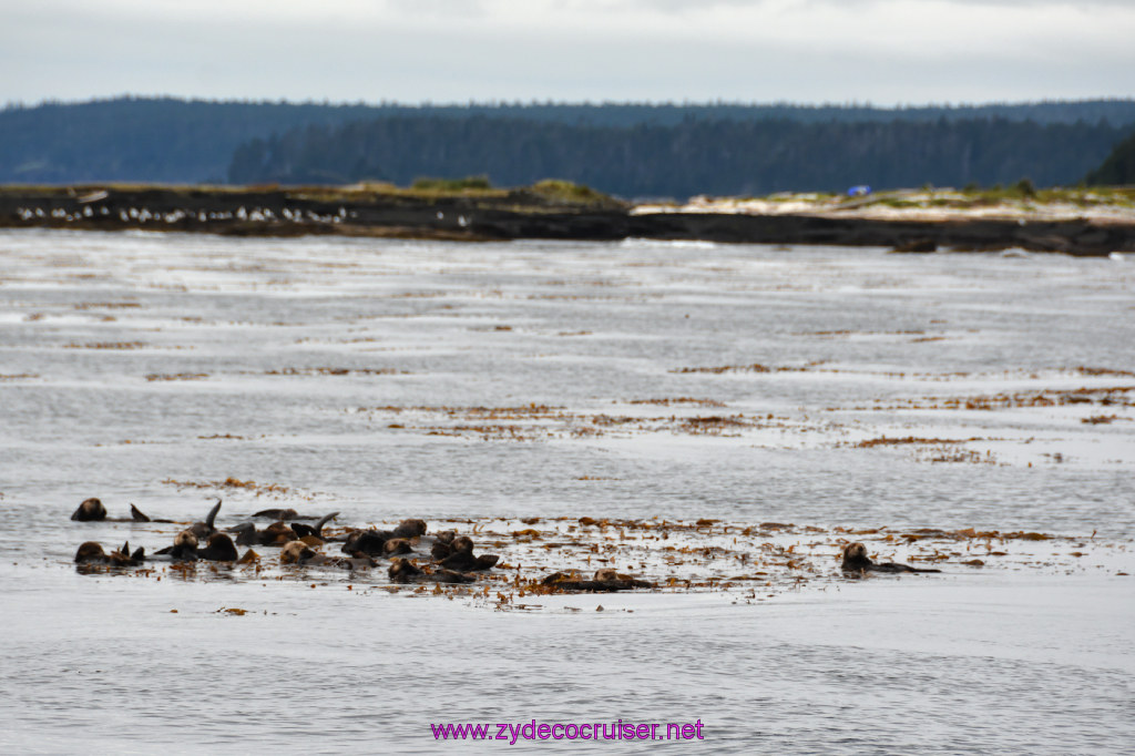 096: Carnival Miracle Alaska Cruise, Sitka, Jet Cat Wildlife Quest And Beach Exploration Excursion, Sea Otters