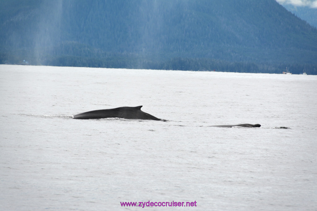 286: Carnival Miracle Alaska Cruise, Sitka, Jet Cat Wildlife Quest And Beach Exploration Excursion, 