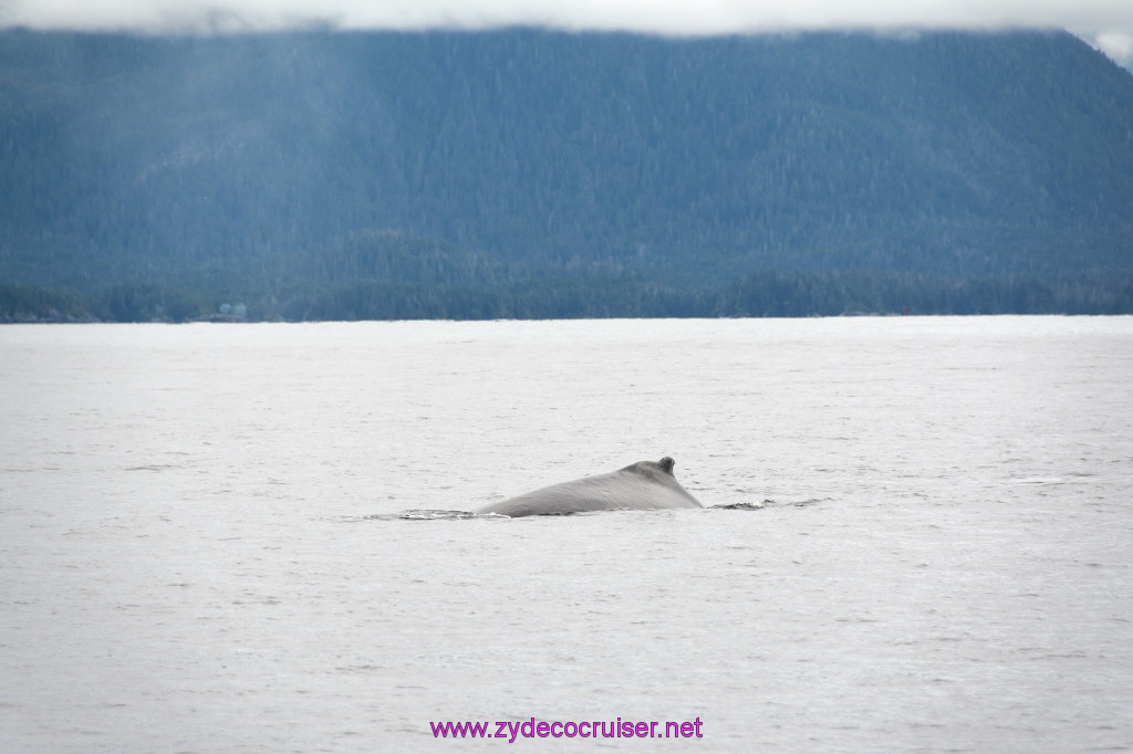 289: Carnival Miracle Alaska Cruise, Sitka, Jet Cat Wildlife Quest And Beach Exploration Excursion, 