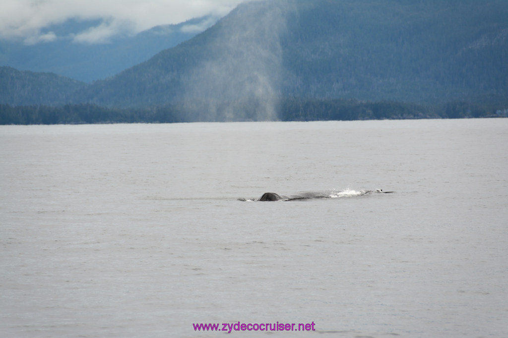 291: Carnival Miracle Alaska Cruise, Sitka, Jet Cat Wildlife Quest And Beach Exploration Excursion, 