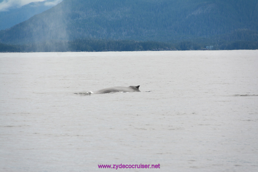 292: Carnival Miracle Alaska Cruise, Sitka, Jet Cat Wildlife Quest And Beach Exploration Excursion, 