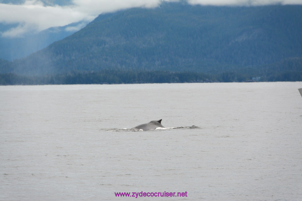 293: Carnival Miracle Alaska Cruise, Sitka, Jet Cat Wildlife Quest And Beach Exploration Excursion, 