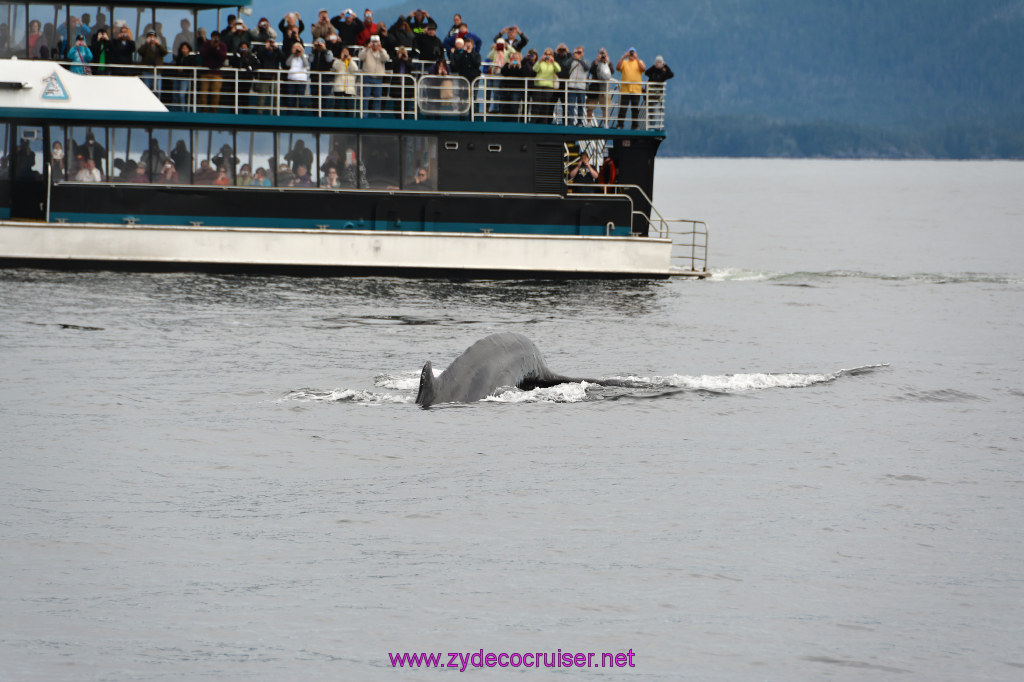 301: Carnival Miracle Alaska Cruise, Sitka, Jet Cat Wildlife Quest And Beach Exploration Excursion, 