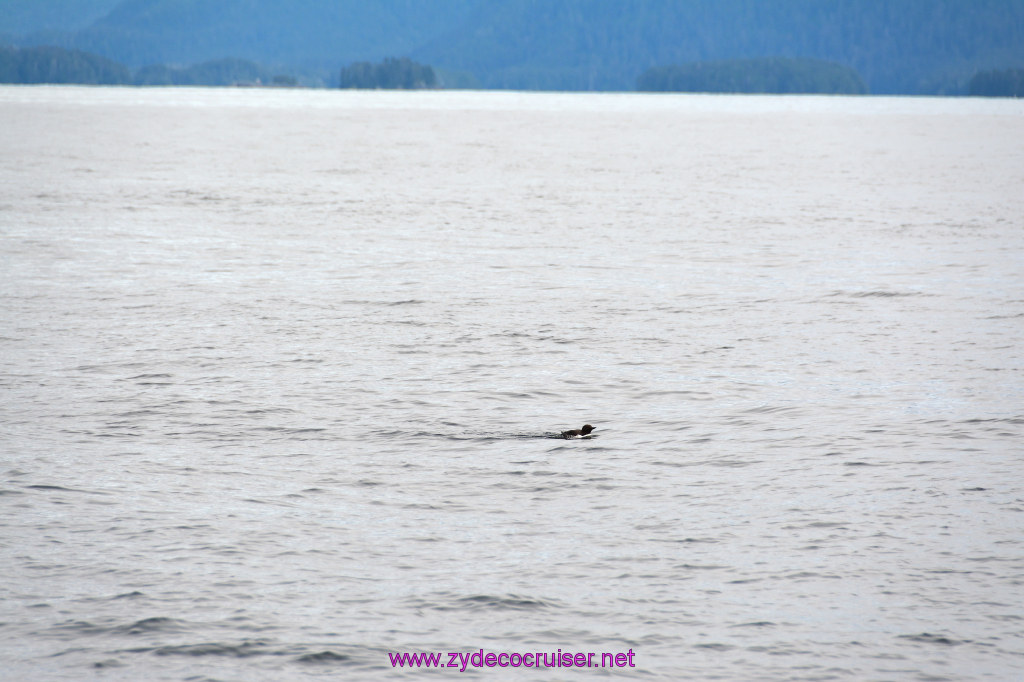 317: Carnival Miracle Alaska Cruise, Sitka, Jet Cat Wildlife Quest And Beach Exploration Excursion, 