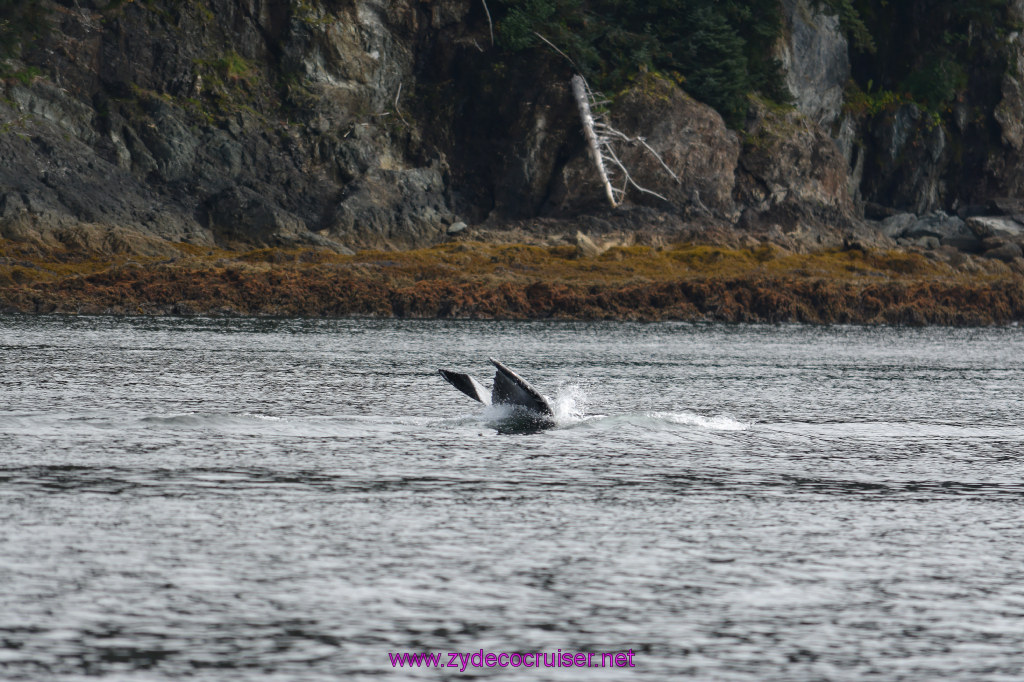 134: Carnival Miracle Alaska Cruise, Juneau, Harv and Marv's Whale Watching, 