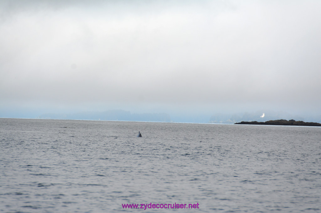 199: Carnival Miracle Alaska Cruise, Juneau, Harv and Marv's Whale Watching, 