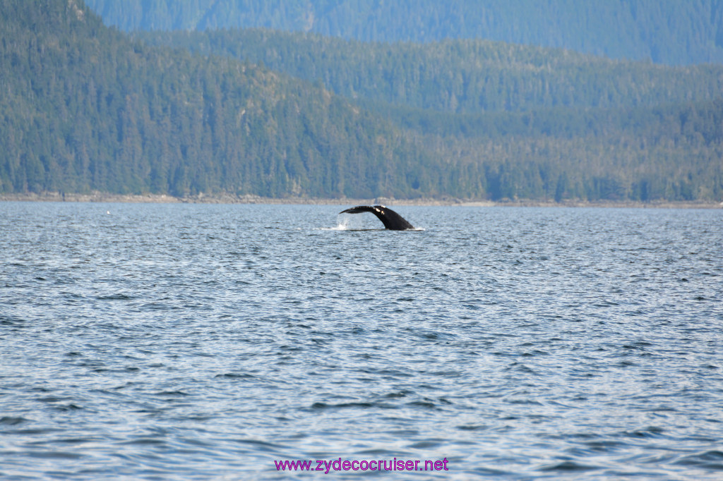 206: Carnival Miracle Alaska Cruise, Juneau, Harv and Marv's Whale Watching, 