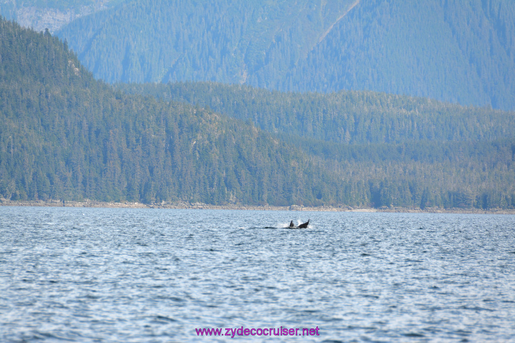 208: Carnival Miracle Alaska Cruise, Juneau, Harv and Marv's Whale Watching, 