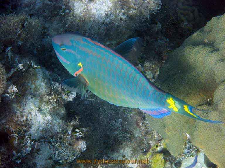 528: Carnival Sensation - Nassau - Catamaran Sail and Snorkel - Parrotfish