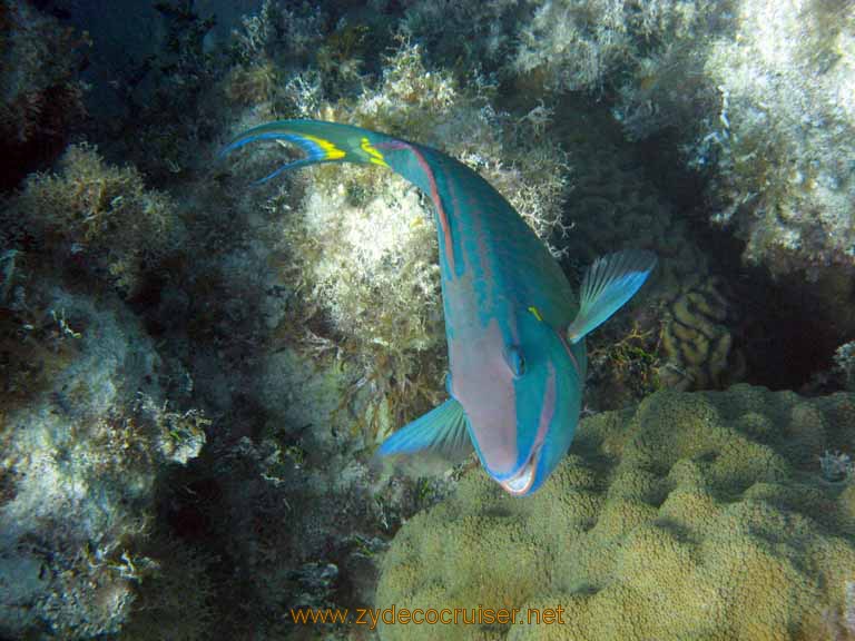 529: Carnival Sensation - Nassau - Catamaran Sail and Snorkel - Parrotfish