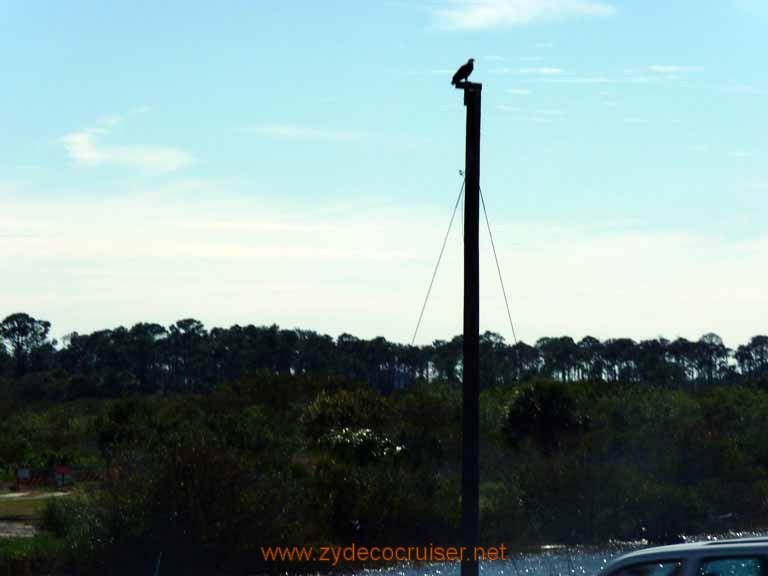 704: Cape Canaveral - Kennedy Space Center - Bald Eagle