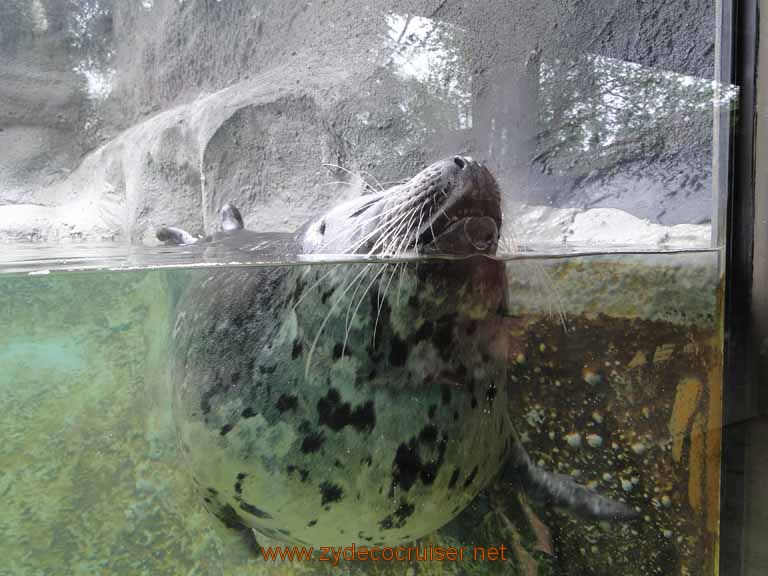 006: Alaska Zoo - Anchorage - Seal