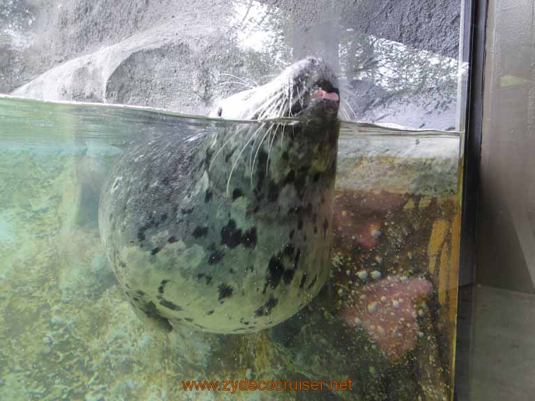 009: Alaska Zoo - Anchorage - Seal