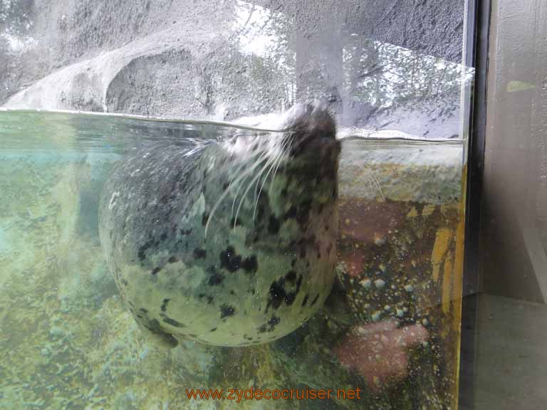 011: Alaska Zoo - Anchorage - Seal