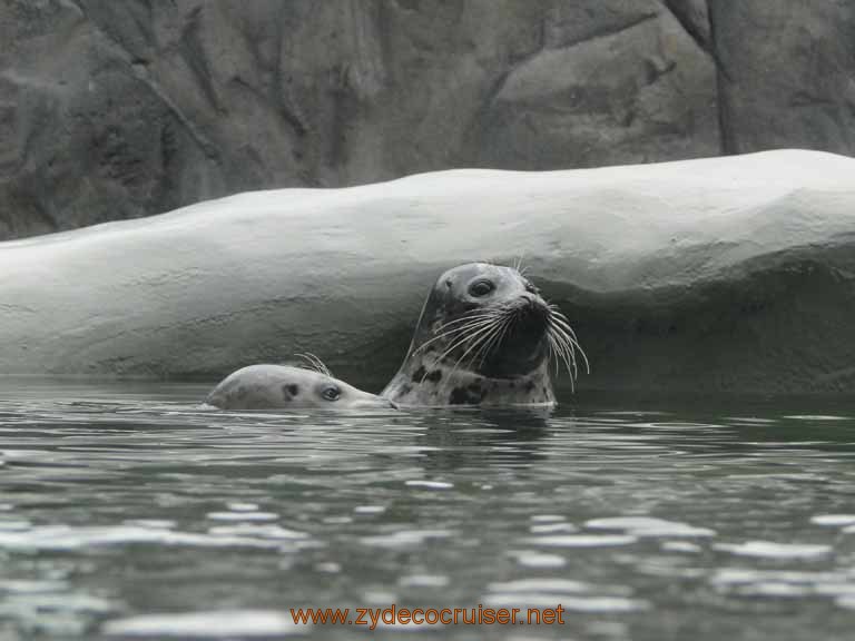 012: Alaska Zoo - Anchorage - Seals