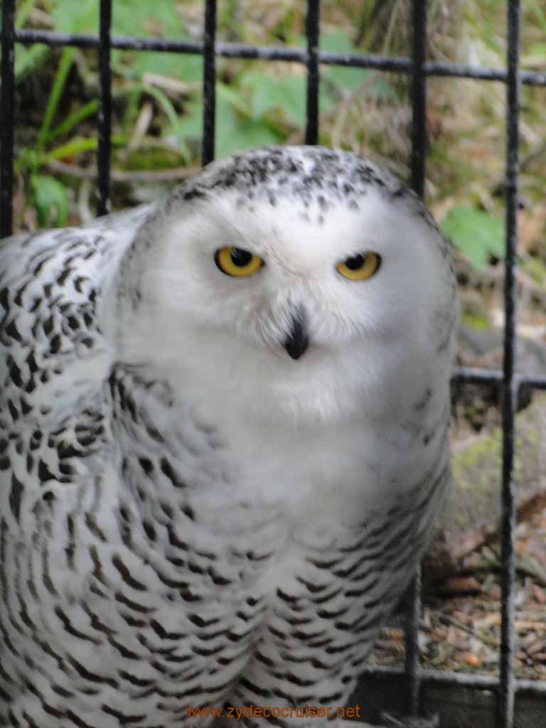022: Alaska Zoo - Anchorage - Snowy Owl