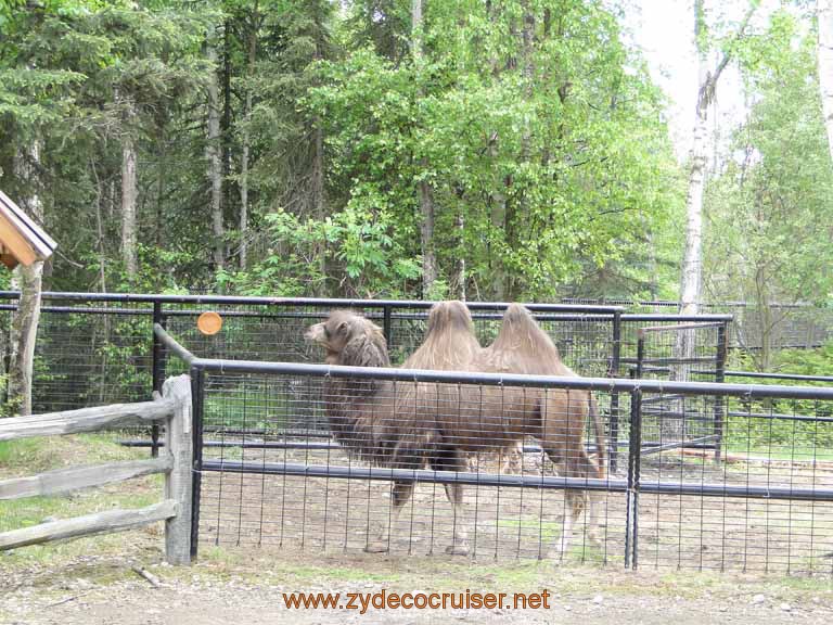 037: Alaska Zoo - Anchorage - Bactrian Camel