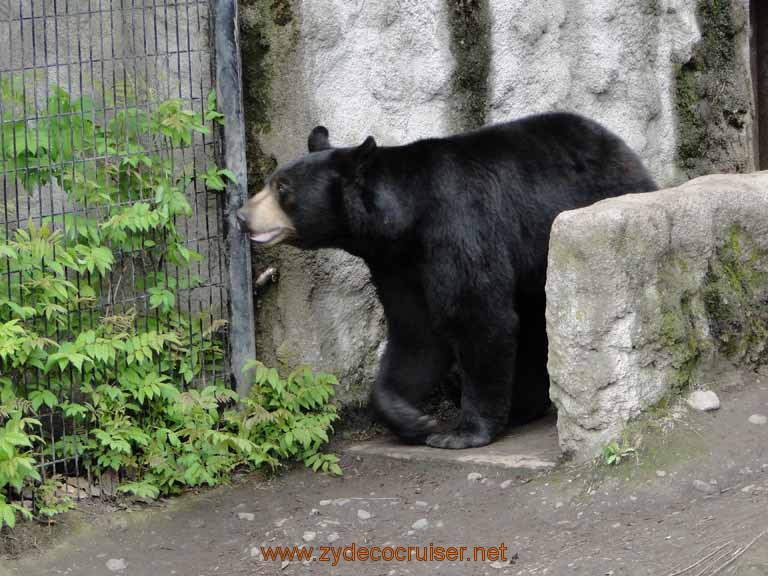 053: Alaska Zoo - Anchorage - Black Bear