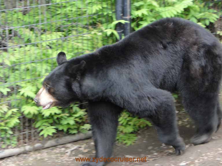054: Alaska Zoo - Anchorage - Black Bear
