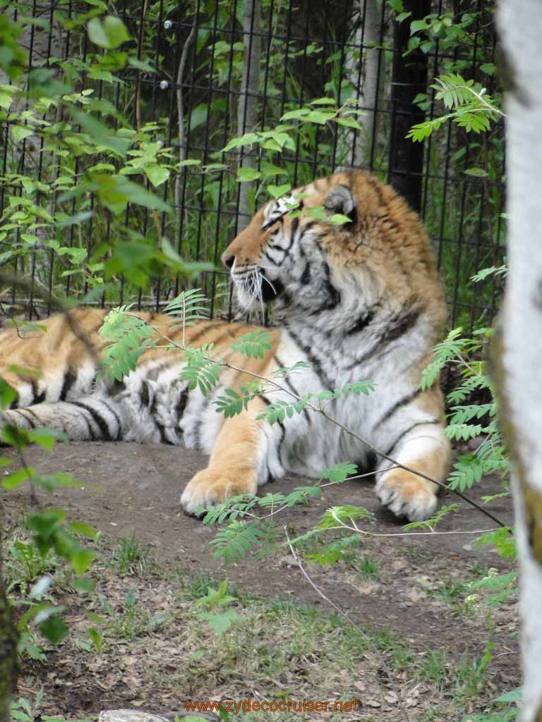 057: Alaska Zoo - Anchorage - Tiger