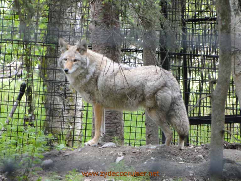 066: Alaska Zoo - Anchorage - Grey Fox