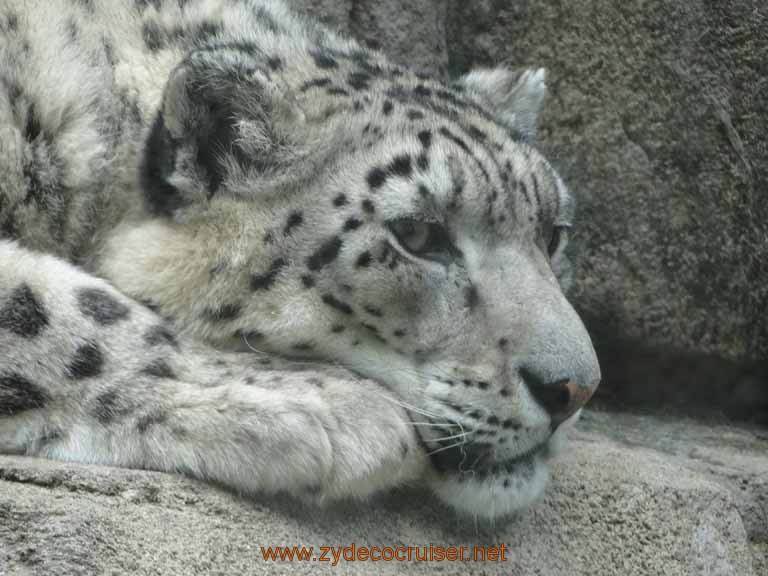 077: Alaska Zoo - Anchorage - Snow Leopard