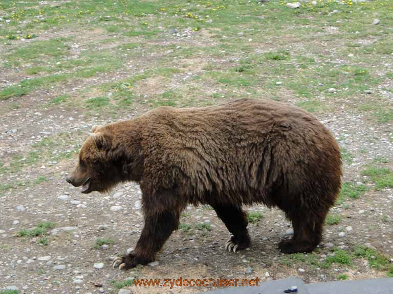 091: Alaska Zoo - Anchorage - Brown Bear