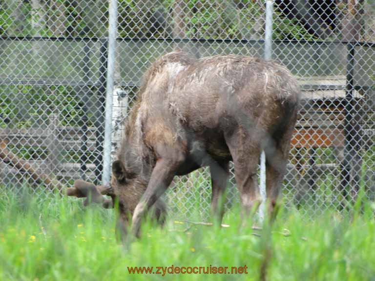 102: Alaska Zoo - Anchorage - Moose