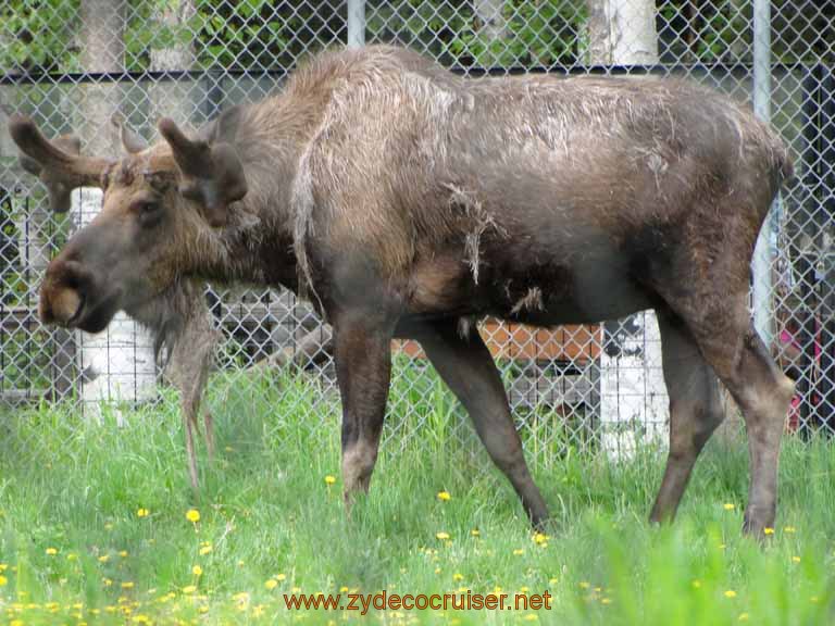104: Alaska Zoo - Anchorage - Moose