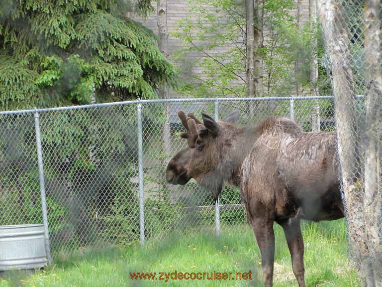 109: Alaska Zoo - Anchorage - Moose