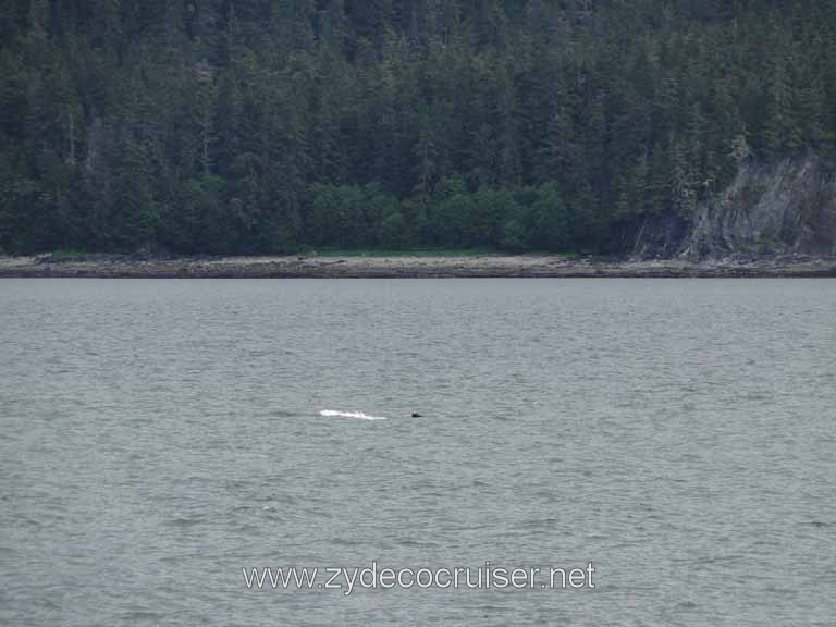 138: Carnival Spirit - Auke Bay - Whale Quest - A Whale!