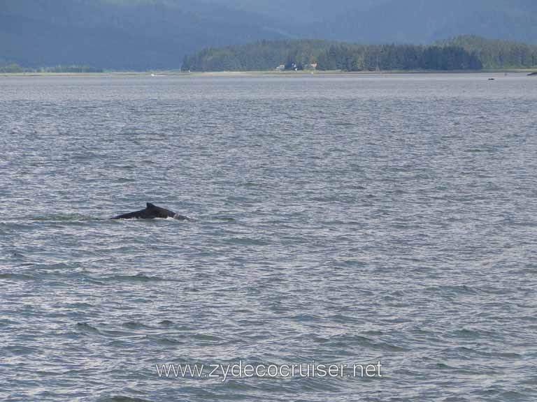 140: Carnival Spirit - Auke Bay - Whale Quest - A Humpback Whale