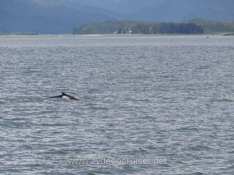 141: Carnival Spirit - Auke Bay - Whale Quest - A Humpback Whale