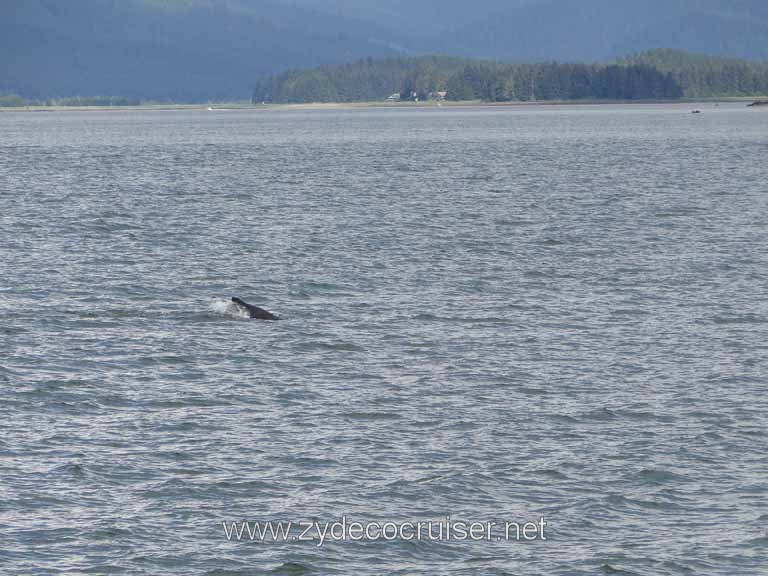 142: Carnival Spirit - Auke Bay - Whale Quest - A Humpback Whale