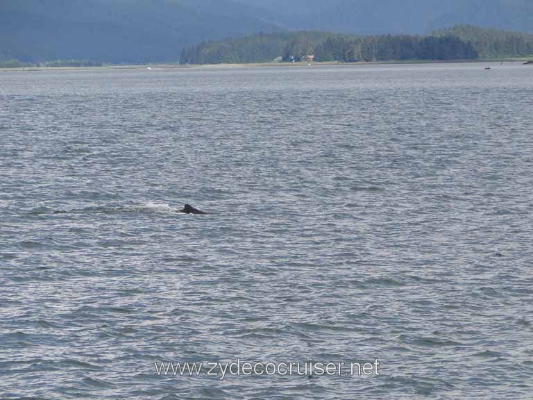 144: Carnival Spirit - Auke Bay - Whale Quest - A Humpback Whale