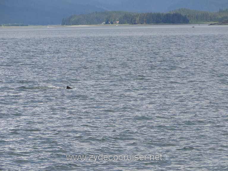 145: Carnival Spirit - Auke Bay - Whale Quest - A Humpback Whale