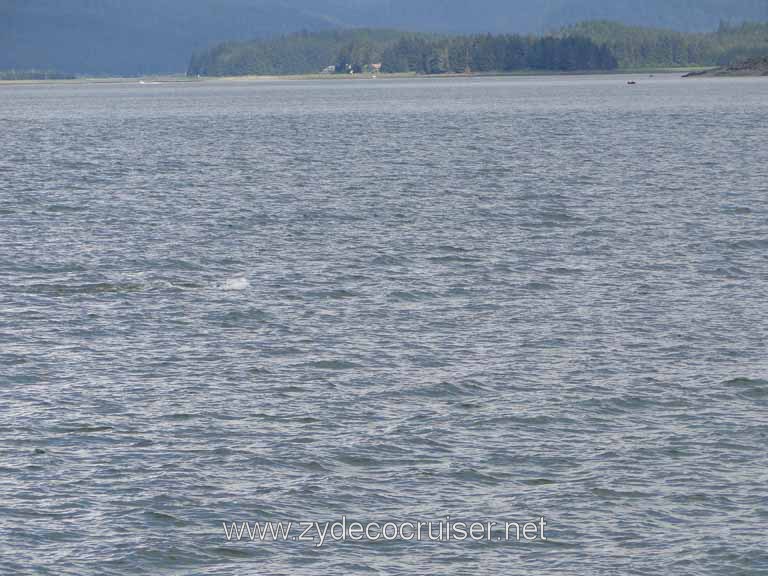 146: Carnival Spirit - Auke Bay - Whale Quest 