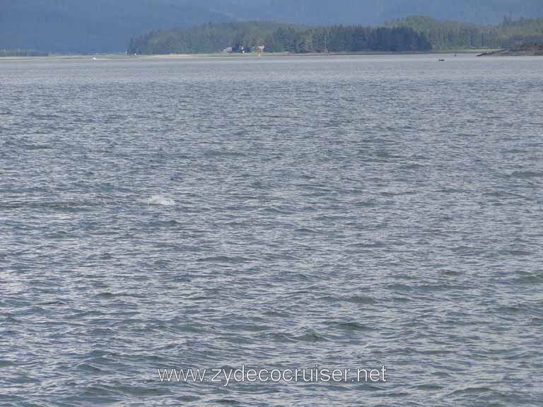 147: Carnival Spirit - Auke Bay - Whale Quest 