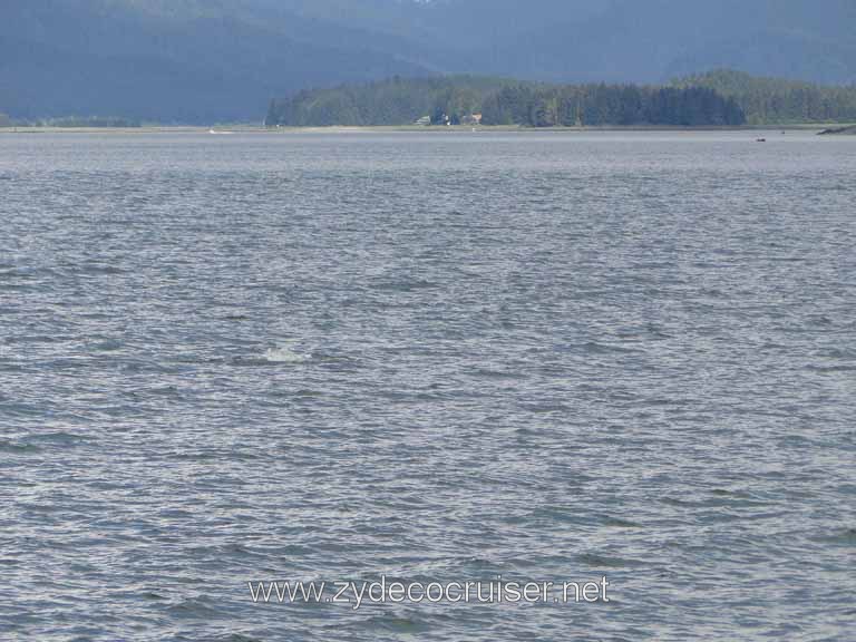149: Carnival Spirit - Auke Bay - Whale Quest 