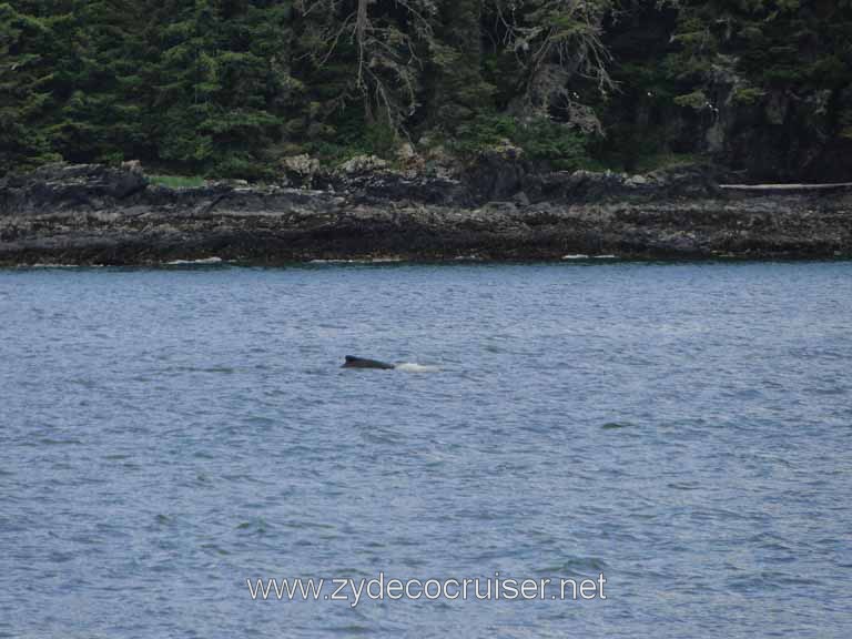 152: Carnival Spirit - Auke Bay - Whale Quest - Humpback Whale