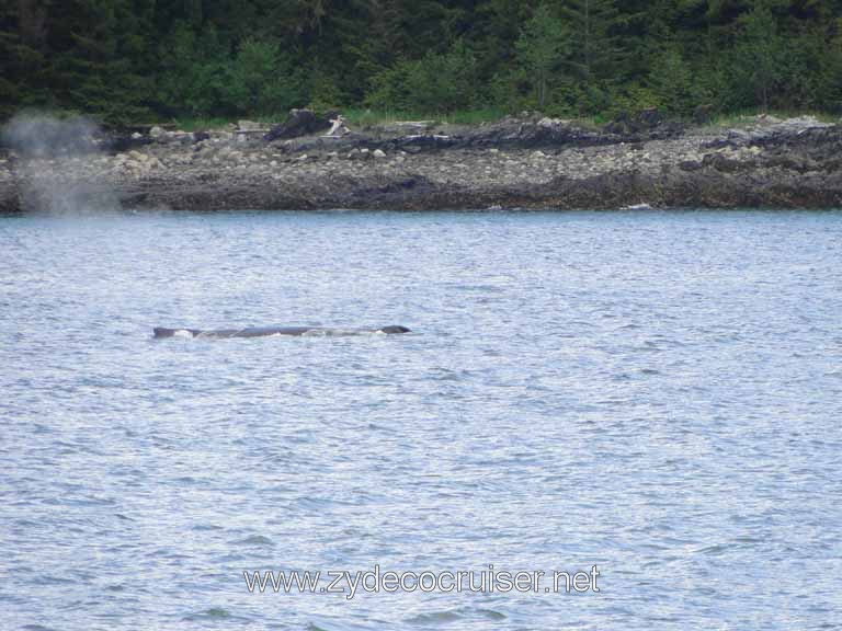 153: Carnival Spirit - Auke Bay - Whale Quest - Humpback Whale